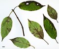 SpeciesSub: Bretschneideri Group